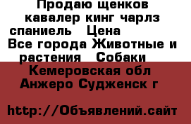 Продаю щенков кавалер кинг чарлз спаниель › Цена ­ 40 000 - Все города Животные и растения » Собаки   . Кемеровская обл.,Анжеро-Судженск г.